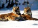 tigers-in-snow-wallpaper