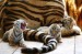 tigers-tiny-babies
